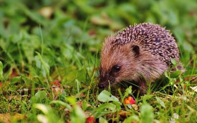 What to do if you find a hedgehog out and about