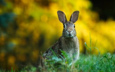 This week is Rabbit Awareness Week 2024.