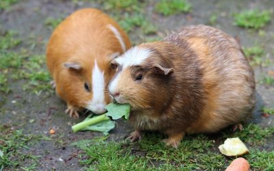 Guinea pig husbandry