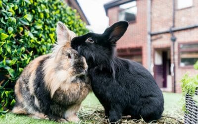 Maintaining your Rabbits Health